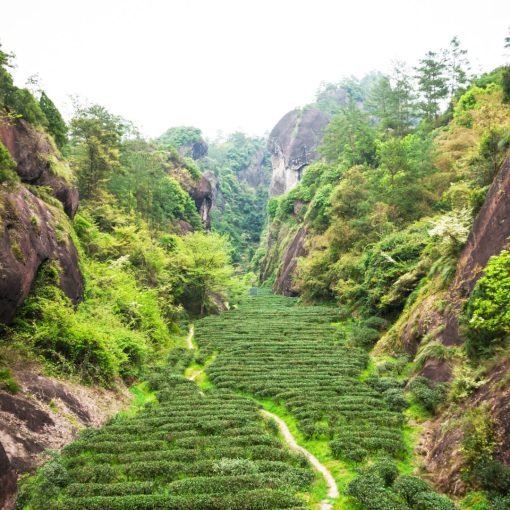 Zheng Shan Xiao Zhong (Zheng Mountain, small leaf) - Image 3