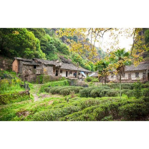 Zheng Shan Xiao Zhong (Zheng Mountain, small leaf) - Image 4