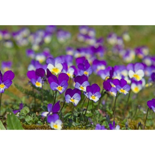 French Traditional Violet (violette) Candies - Image 4