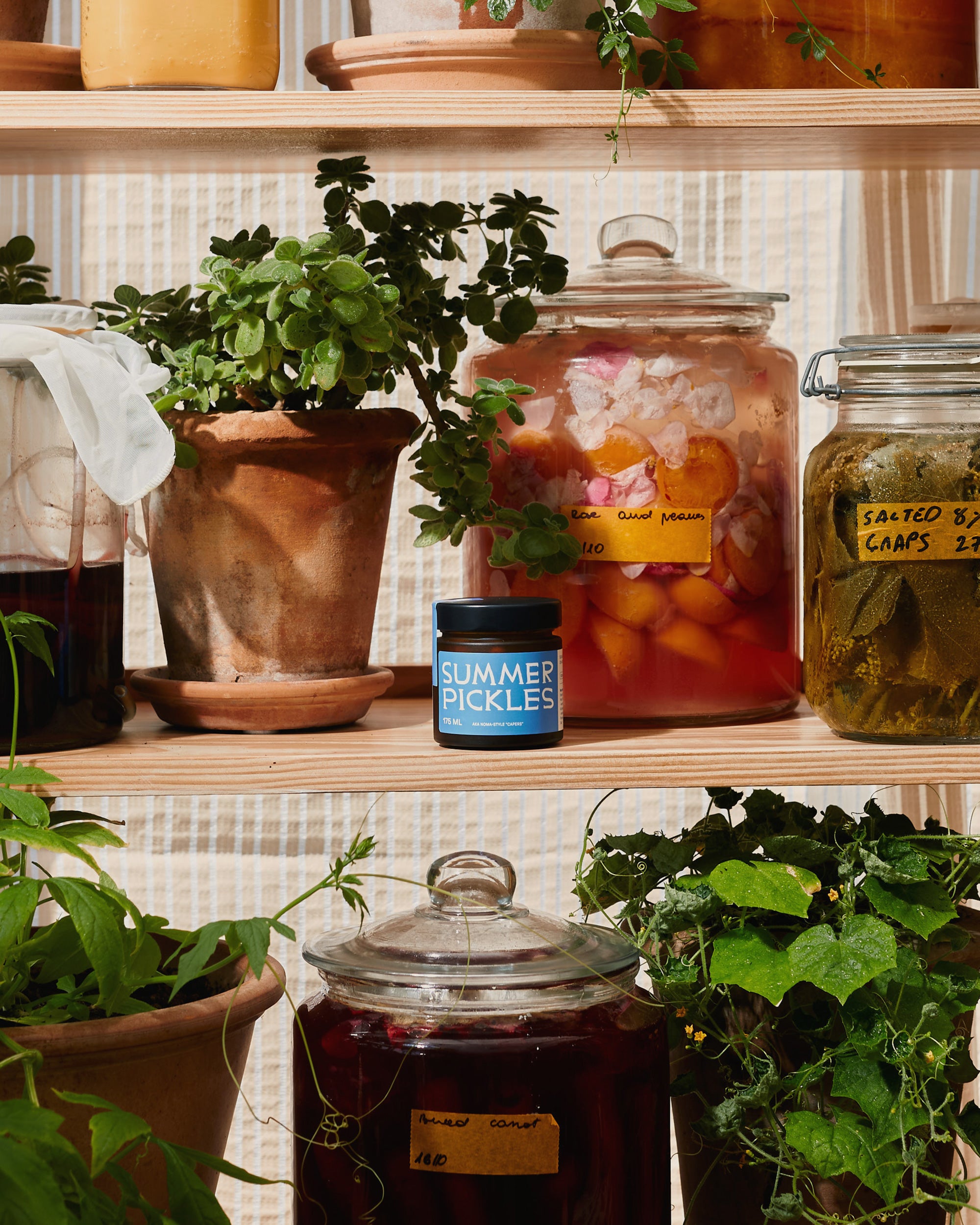 Summer Pickles - Image 4