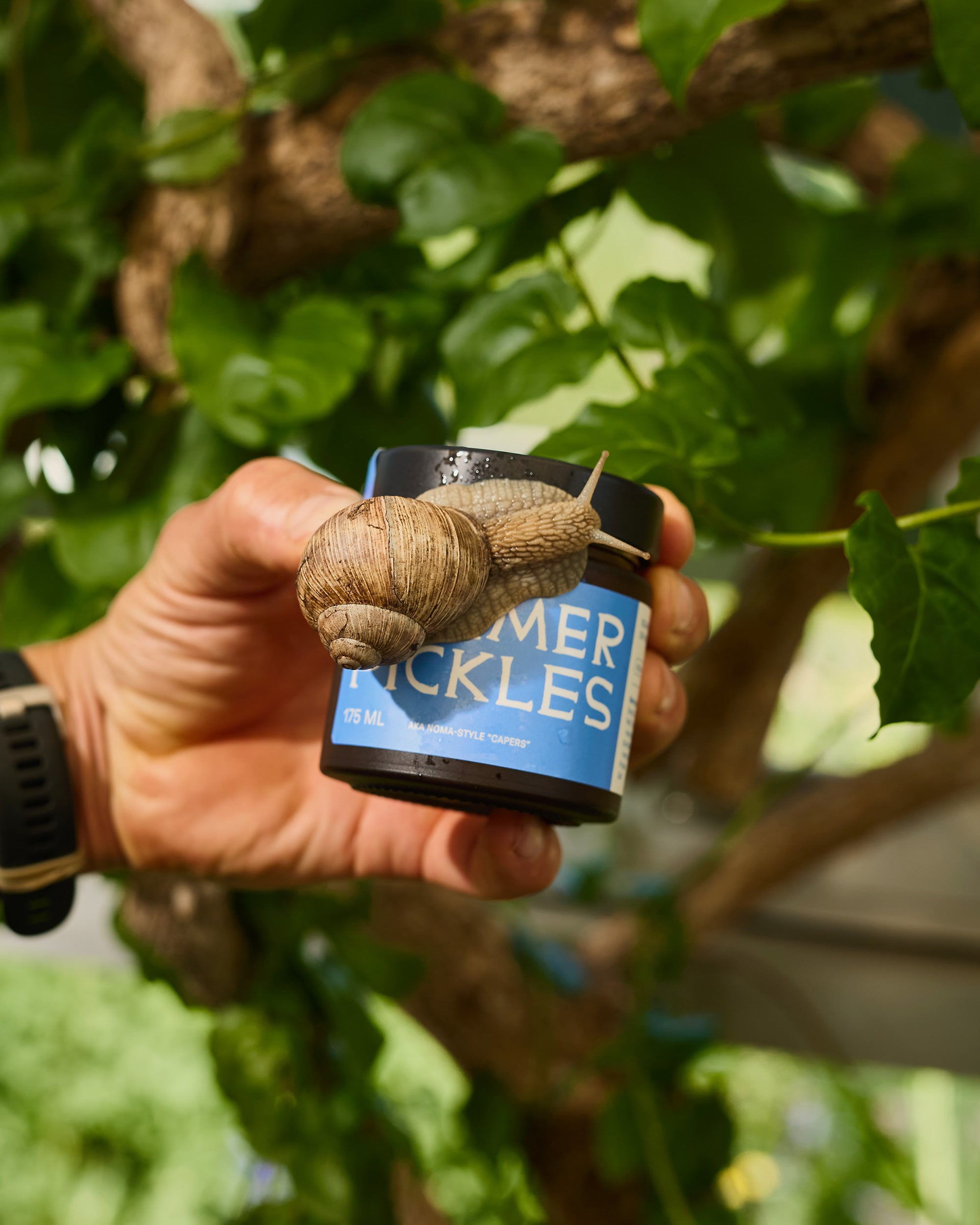 Summer Pickles - Image 3